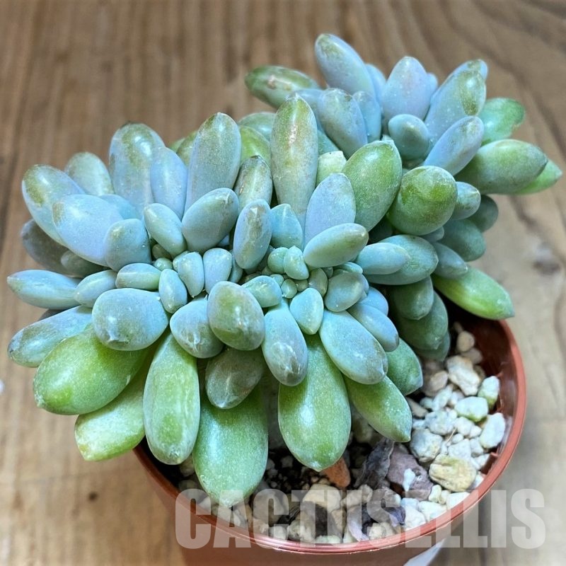 SH31259 Pachyveria 'Clavifolia Cristata'