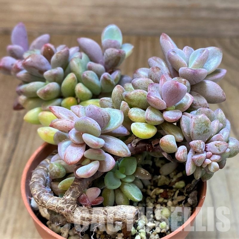 SH31260 Echeveria ‘Rezry’