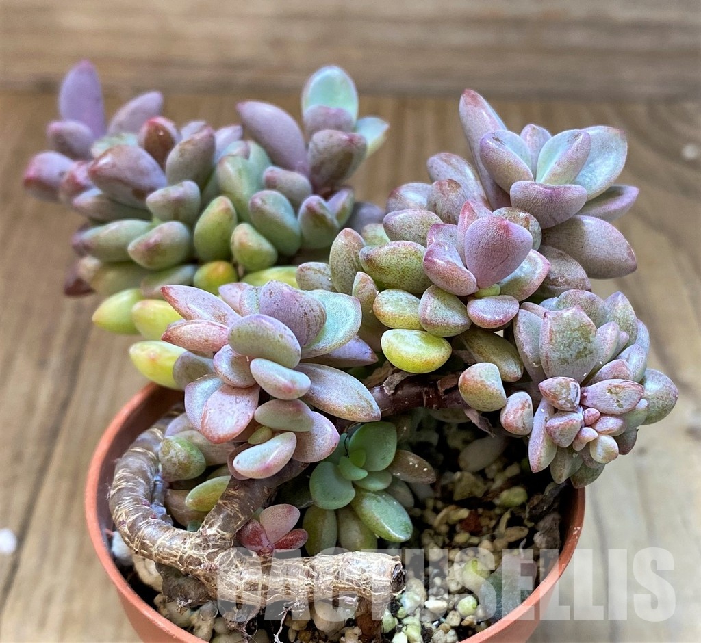 SH31260 Echeveria ‘Rezry’