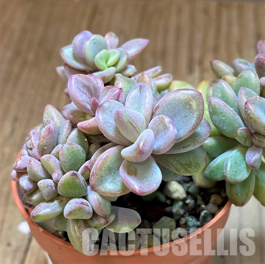 SH31260 Echeveria ‘Rezry’ - Image 3