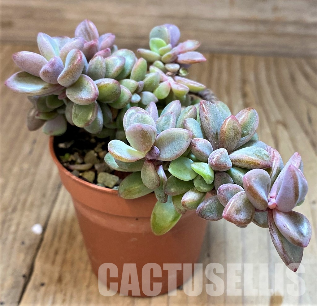 SH31260 Echeveria ‘Rezry’ - Image 2