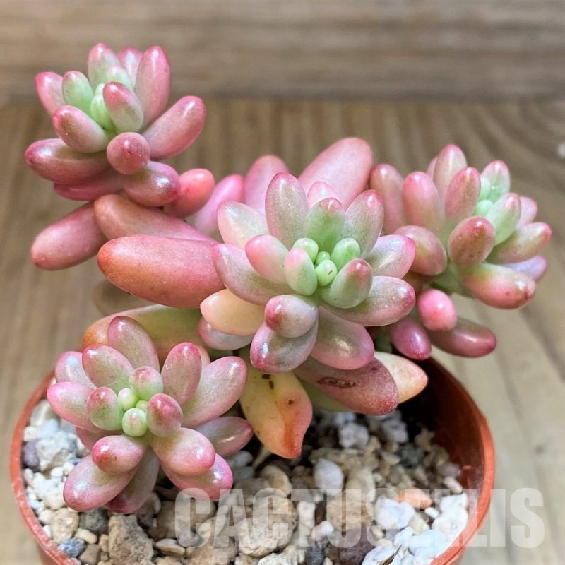 SH31262 Sedum rubrotinctum ‘Aurora’