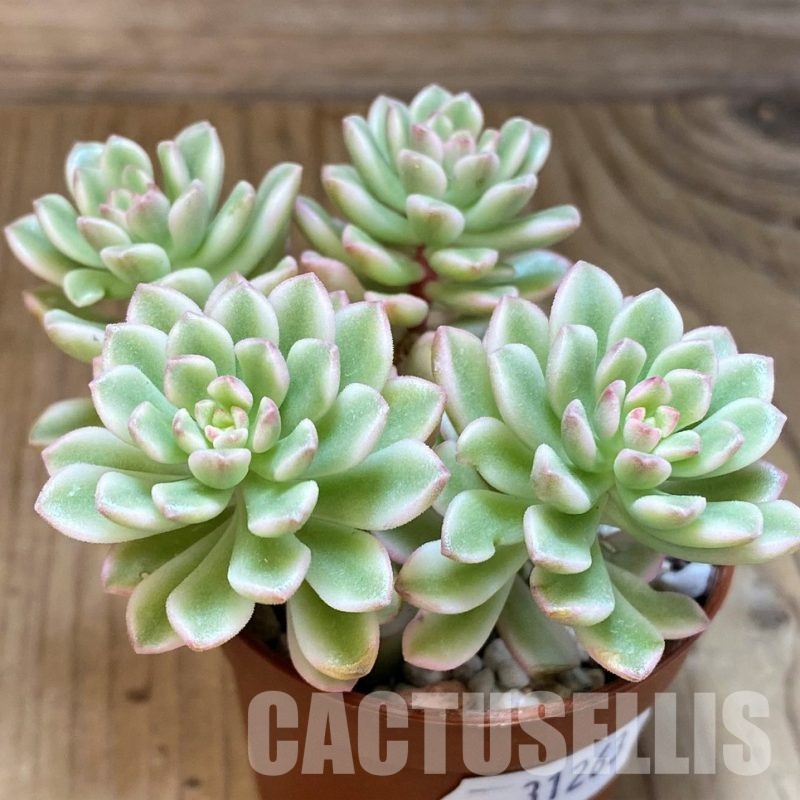 SH31263 Sedum ‘Joyce Tulloch’ f. variegata