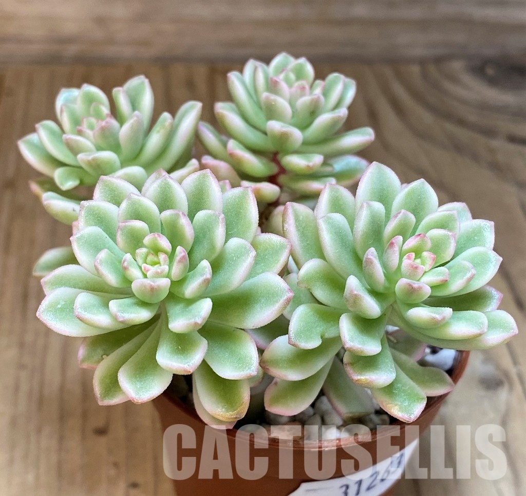 SH31263 Sedum ‘Joyce Tulloch’ f. variegata