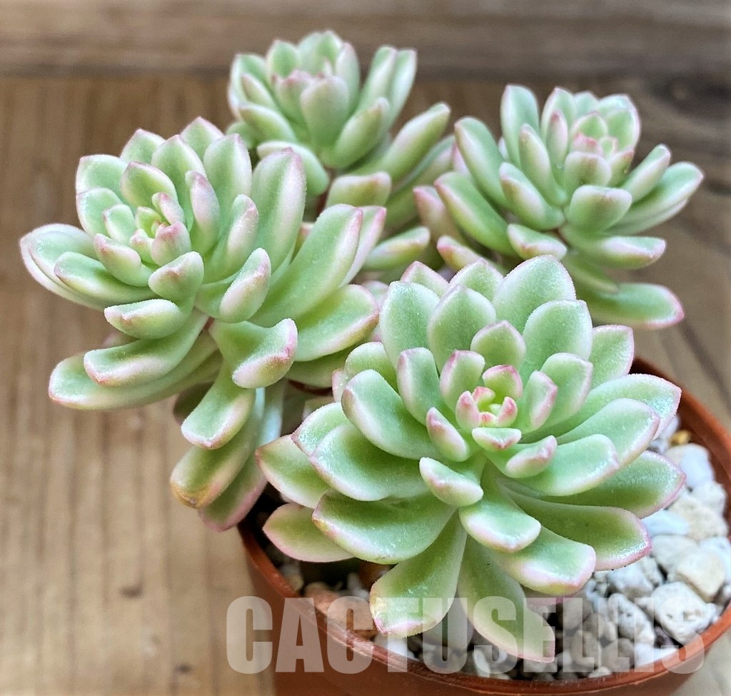 SH31263 Sedum ‘Joyce Tulloch’ f. variegata - Image 2