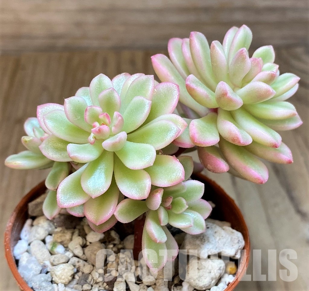 SH31264 Sedum ‘Joyce Tulloch’ f. variegata - Image 2