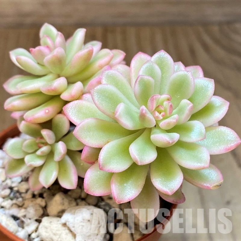 SH31264 Sedum ‘Joyce Tulloch’ f. variegata