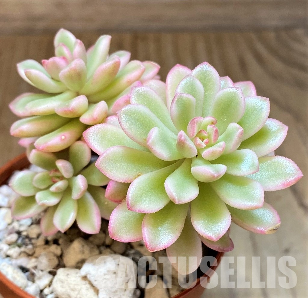 SH31264 Sedum ‘Joyce Tulloch’ f. variegata