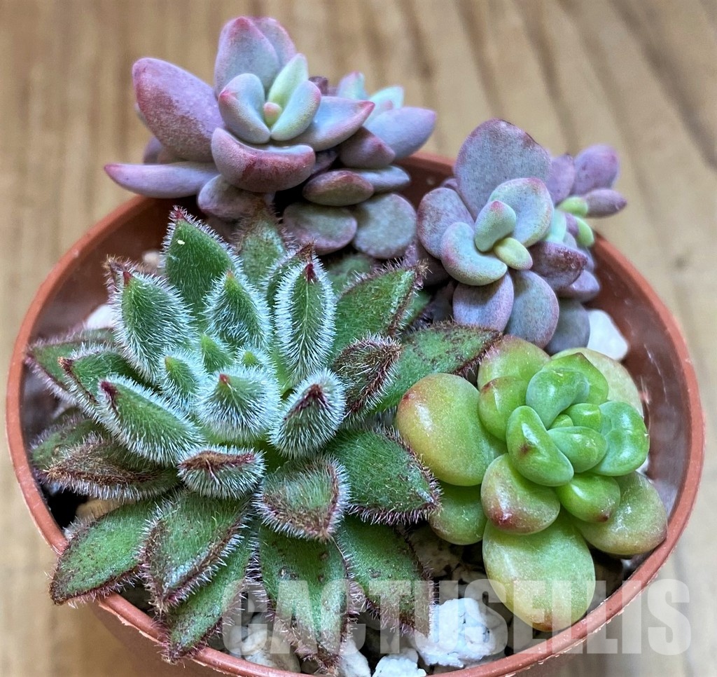 SH31260 Succulents mix - 画像 (2)