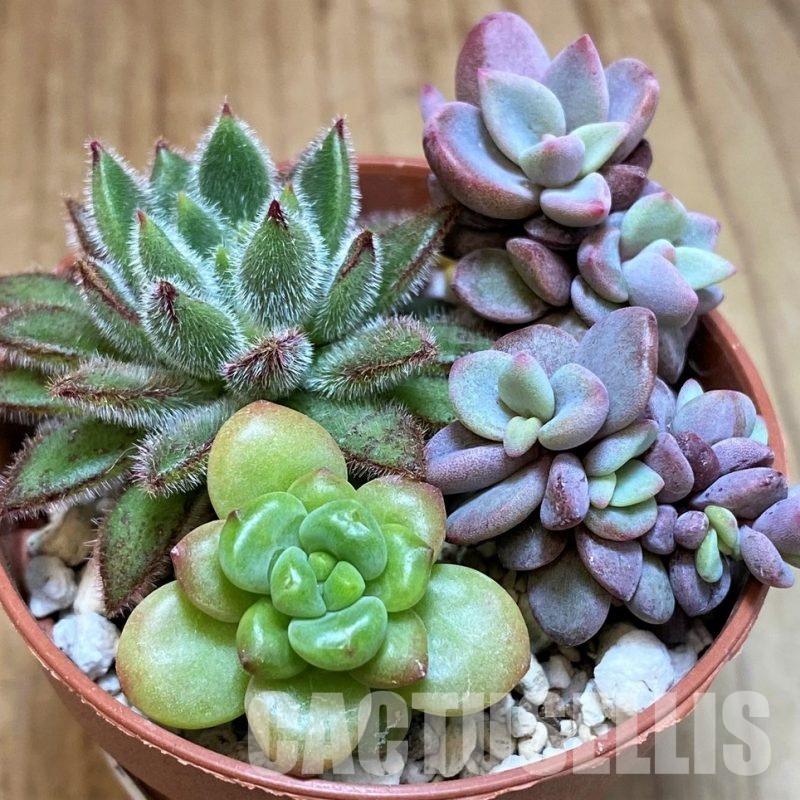 SH31260 Succulents mix