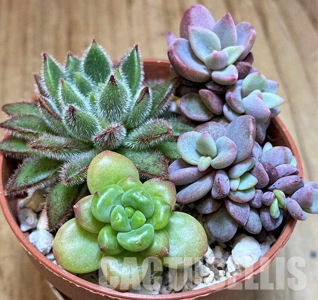 SH31260 Succulents mix