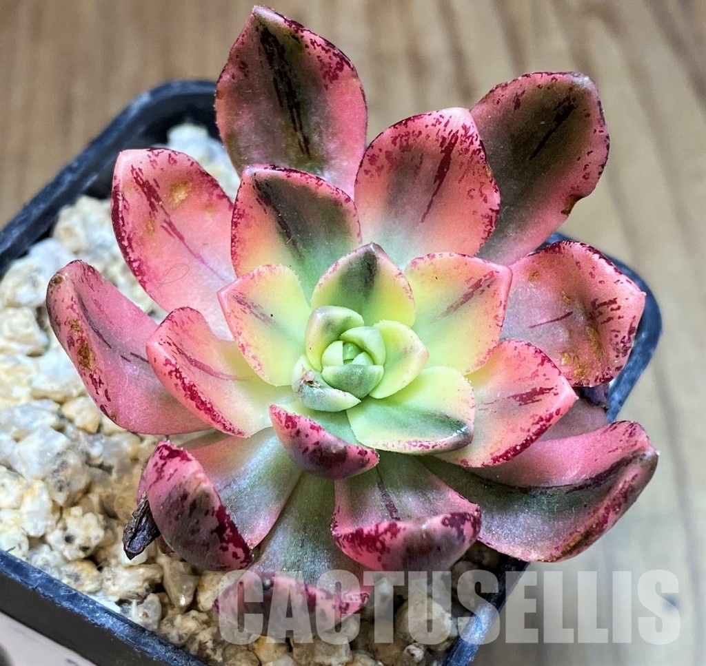 SH31266 Aeonium ‘Sweet Tea’