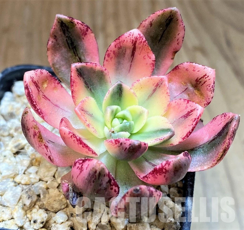 SH31266 Aeonium ‘Sweet Tea’ - 画像 (2)