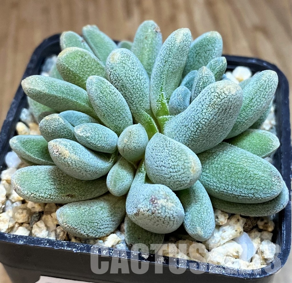SH31268 Crassula tecta