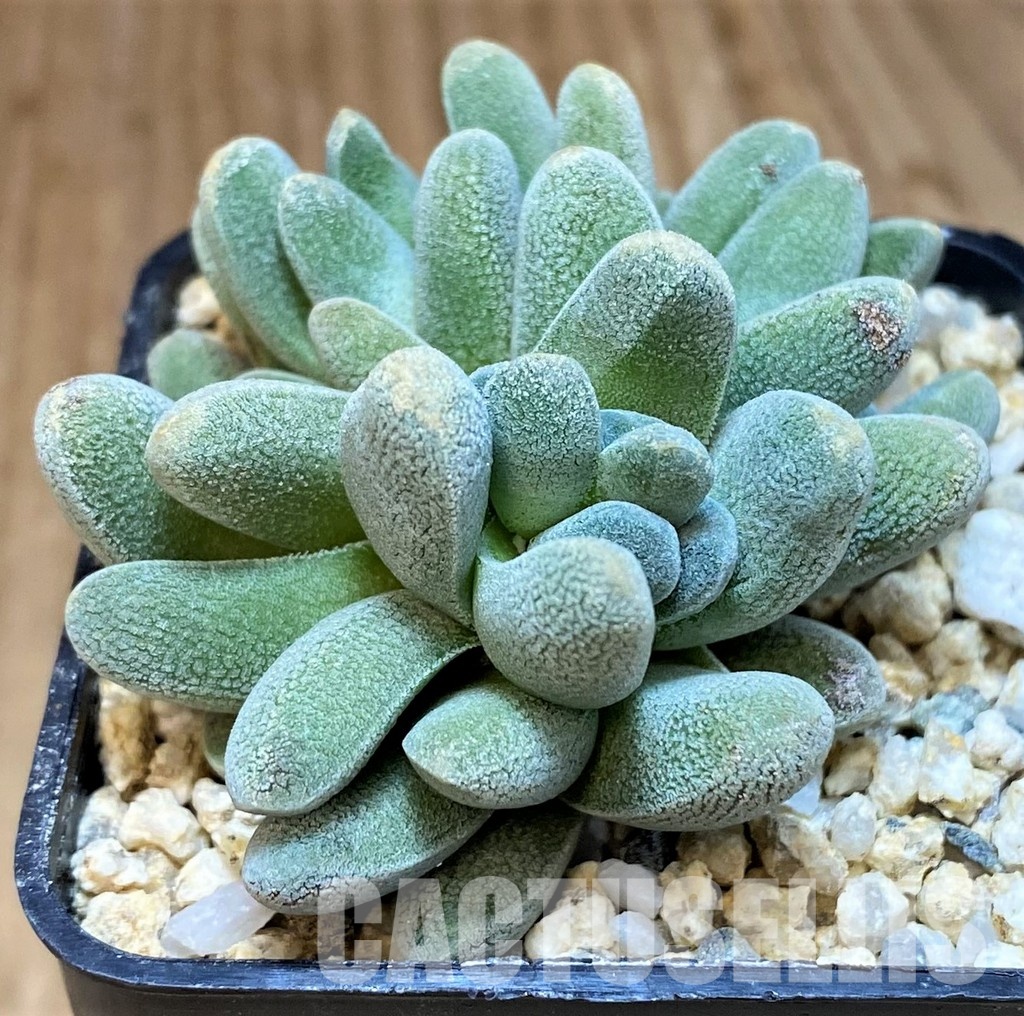 SH31268 Crassula tecta - 画像 (2)