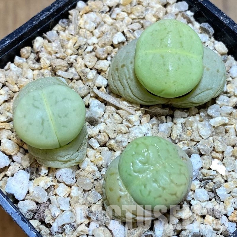 SH31271 Dinteranthus vanzylii 'Emerald'