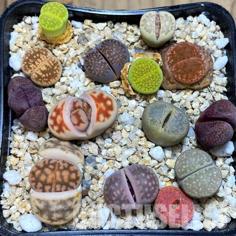 SH31228 Lithops mix, Pleiospilos nelii rubra