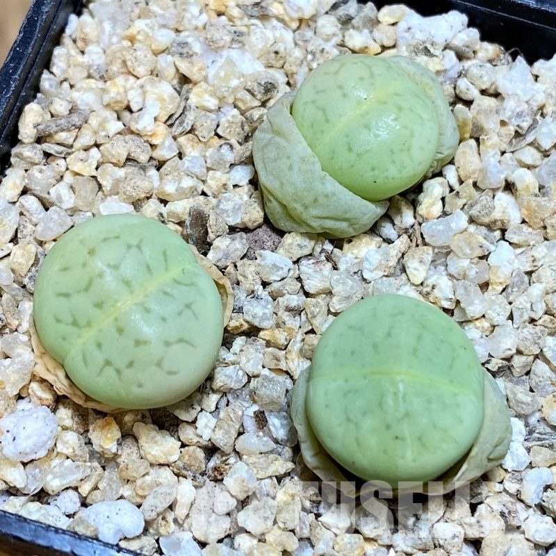 SH31272 Dinteranthus vanzylii 'Emerald'