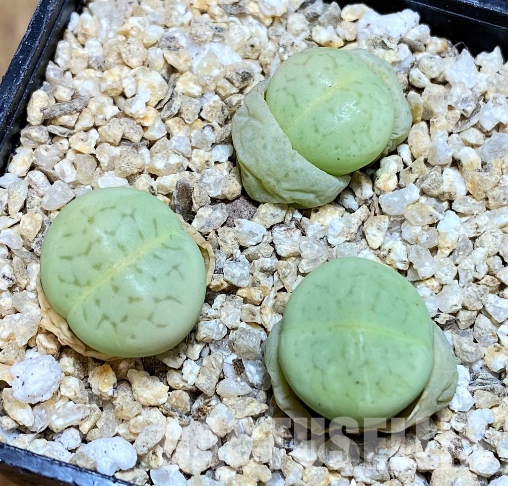 SH31272 Dinteranthus vanzylii 'Emerald'