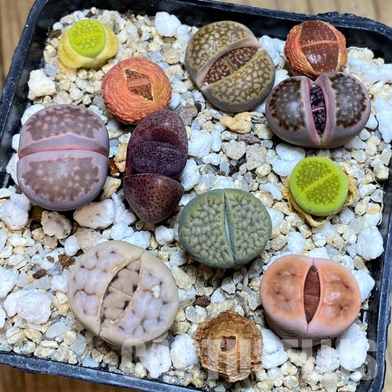 SH31273 Lithops mix, Pleiospilos nelii rubra