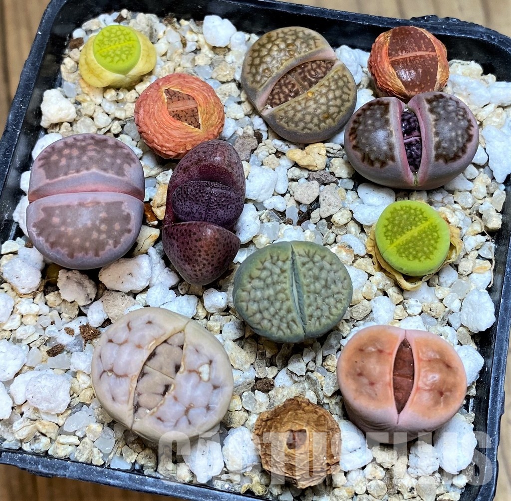 SH31273 Lithops mix, Pleiospilos nelii rubra