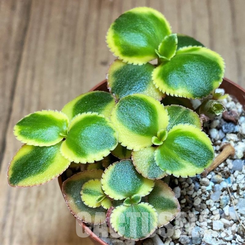 SH31274 Crassula sarmentosa