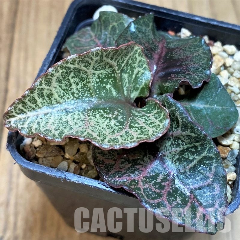 SH31275 Euphorbia francoisii hybrid