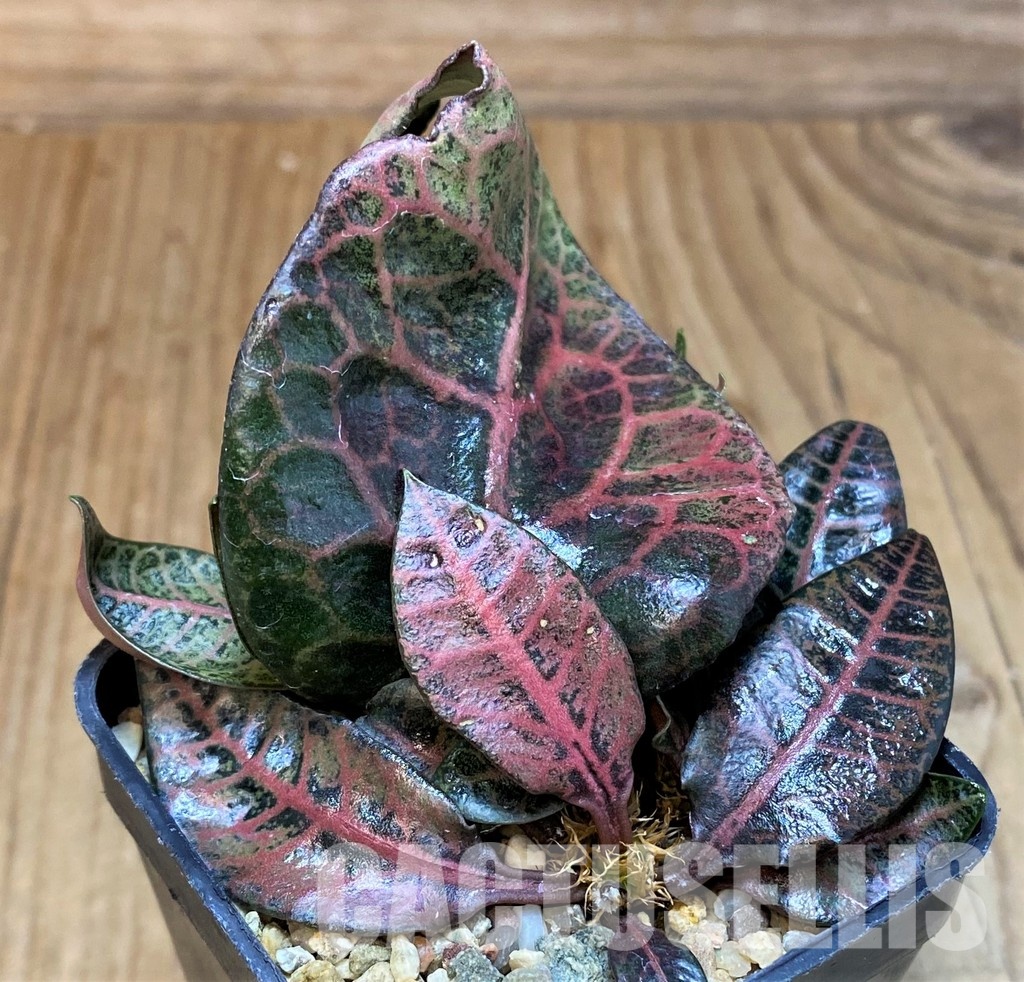 SH31276 Euphorbia francoisii hybrid - 画像 (2)