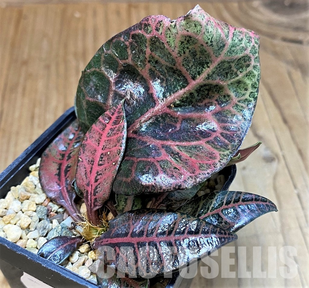 SH31276 Euphorbia francoisii hybrid