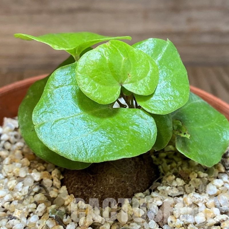 SH31277 Dioscorea elephantipes