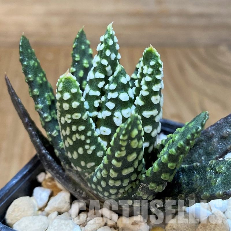 SH31278 Haworthia pumila 'Donut'