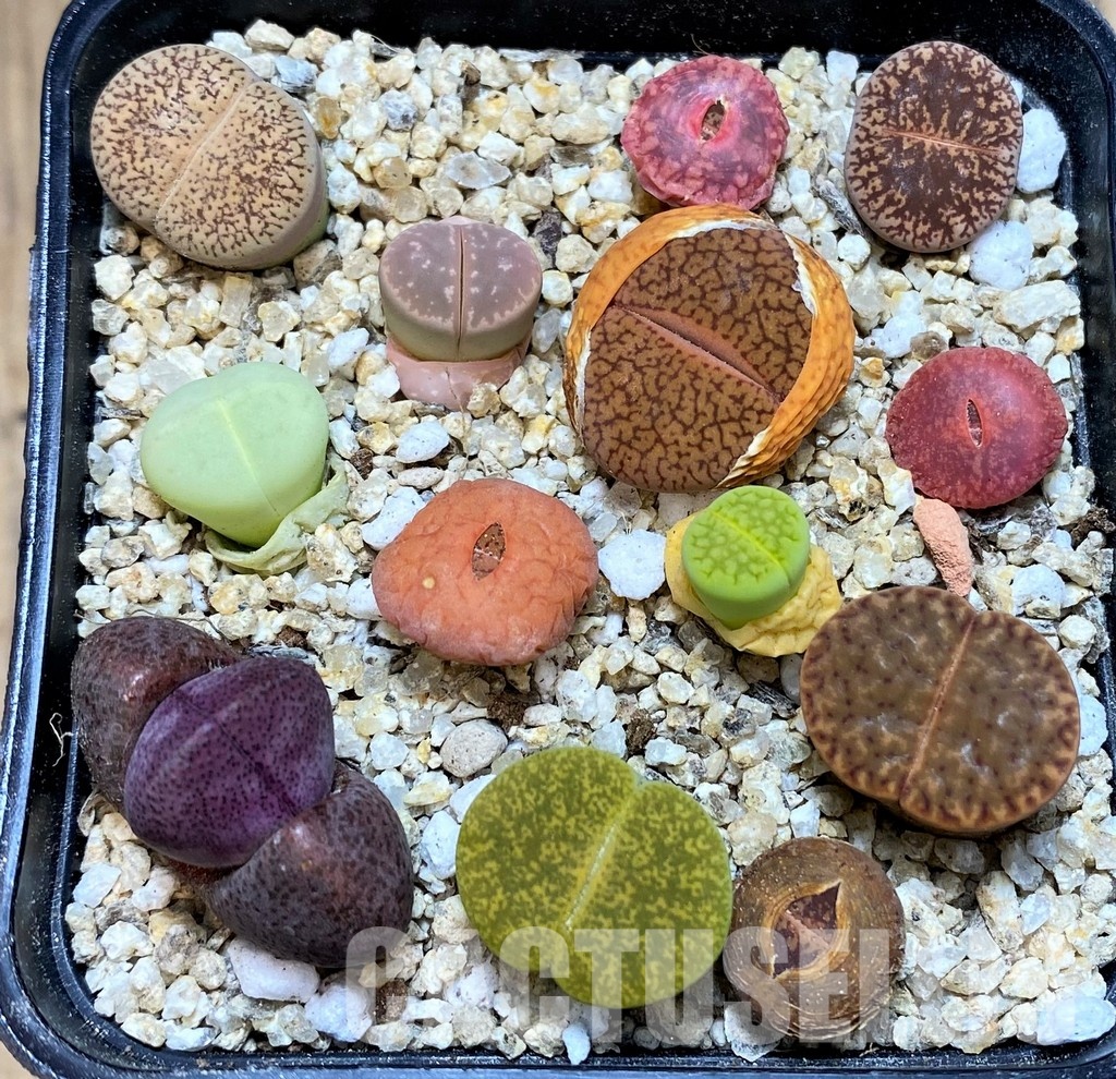 SH31229 Lithops mix, Pleiospilos nelii rubra