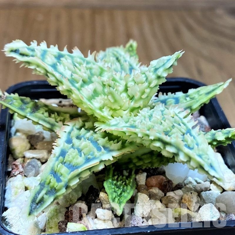 SH31279 Aloe TCT hybrid