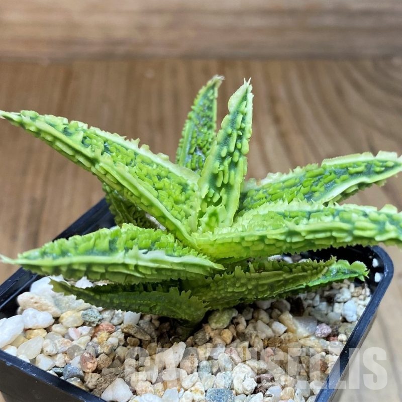 SH31280 Aloe TCT hybrid