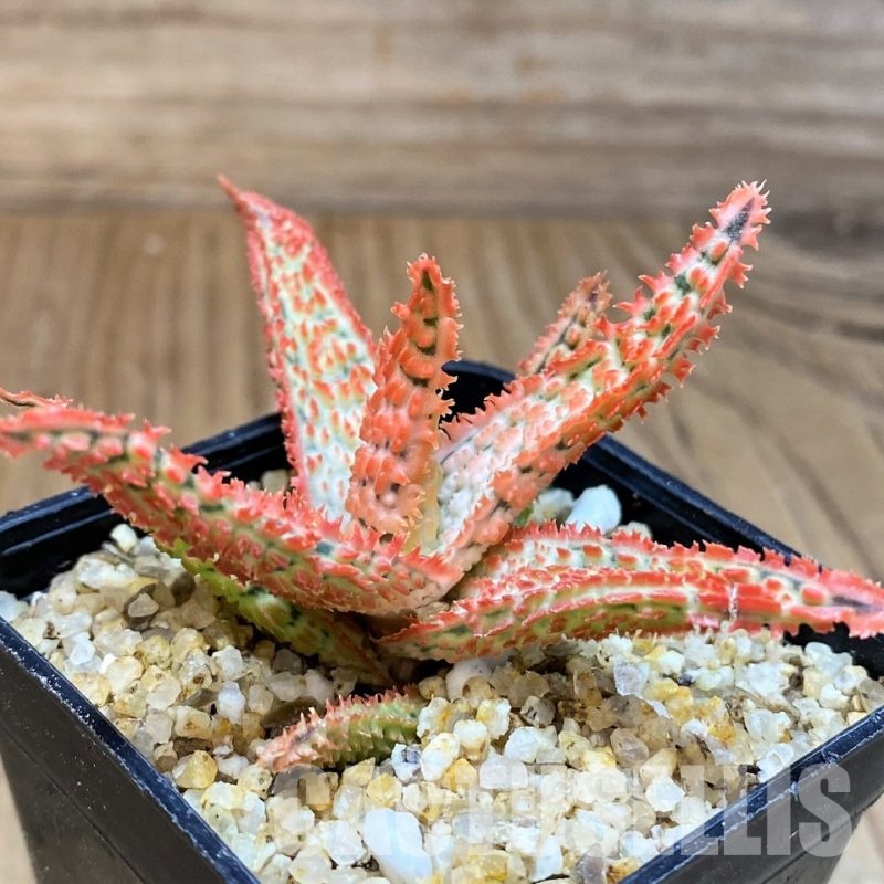 SH31281 Aloe TCT hybrid