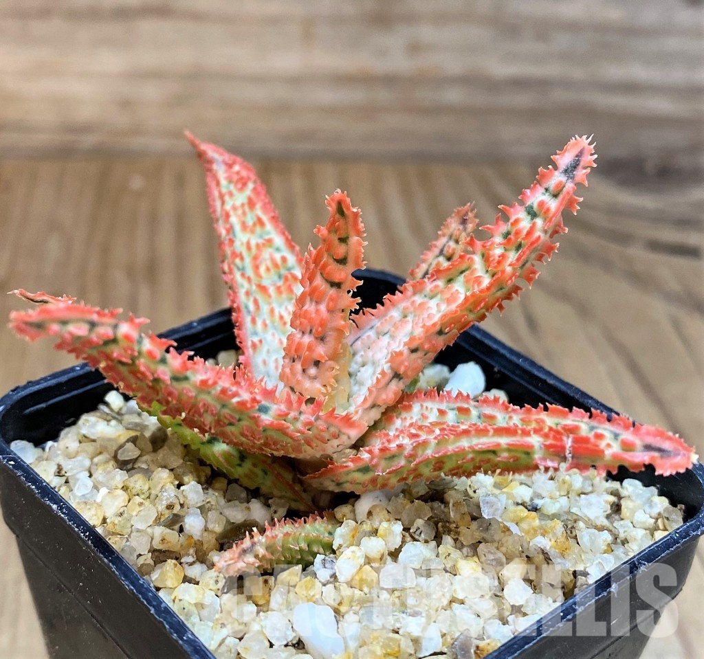 SH31281 Aloe TCT hybrid