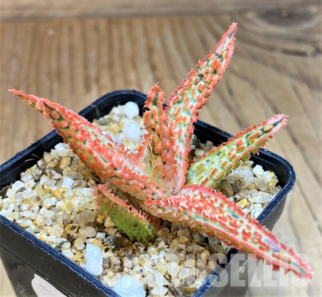 SH31281 Aloe TCT hybrid - Imagen 2