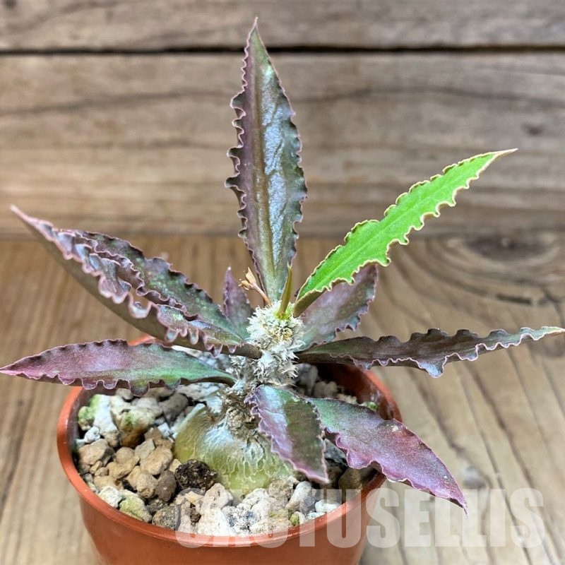 SH31282 Euphorbia suzannae-marnierae