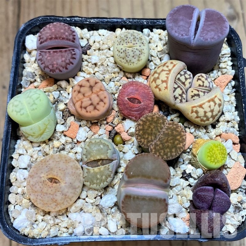 SH31231 Lithops mix, Pleiospilos nelii rubra