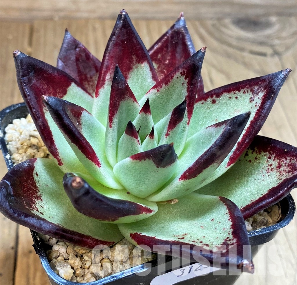 SH31234 Echeveria agavoides ‘Black Ebony’