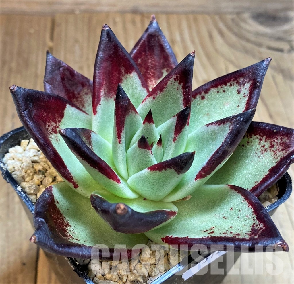SH31234 Echeveria agavoides ‘Black Ebony’ - Зображення 2