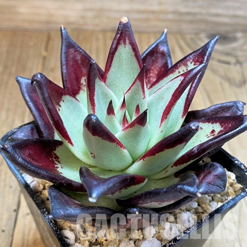 SH31235 Echeveria agavoides ‘Black Ebony’