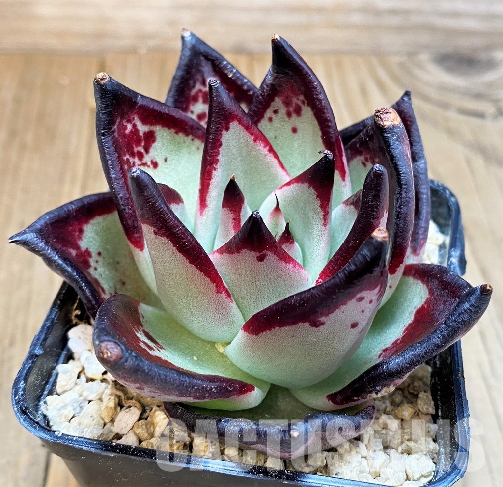 SH31236 Echeveria agavoides ‘Black Ebony’