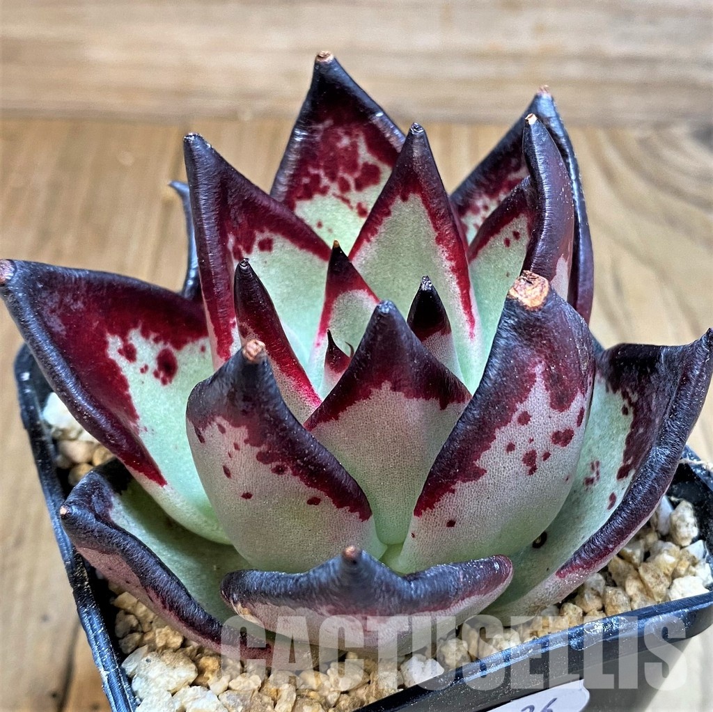 SH31236 Echeveria agavoides ‘Black Ebony’ - Зображення 2