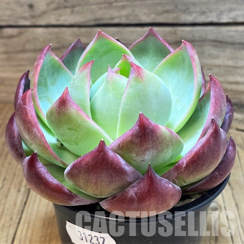 SH31237 Echeveria 'Casio'