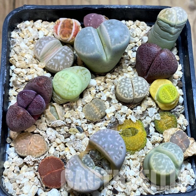 SH31223 Lithops mix, Pleiospilos nelii rubra