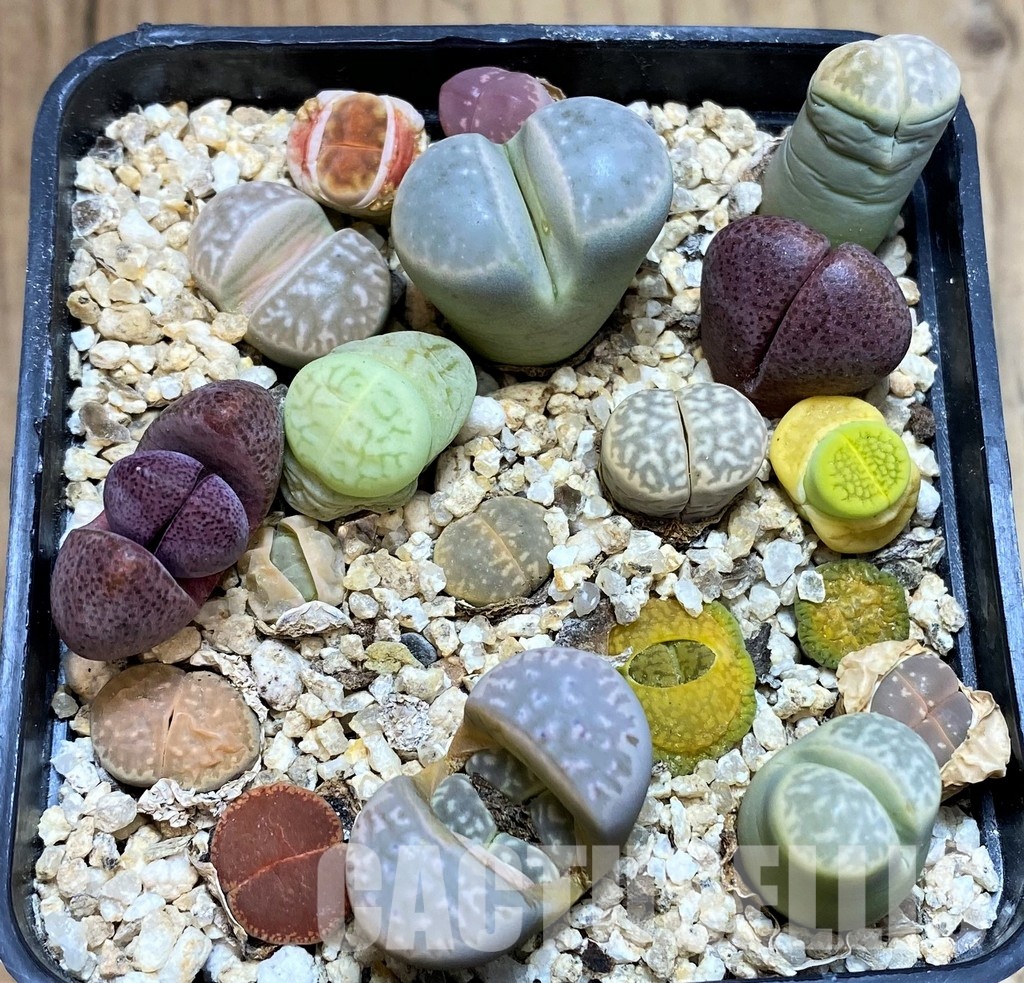 SH31223 Lithops mix, Pleiospilos nelii rubra