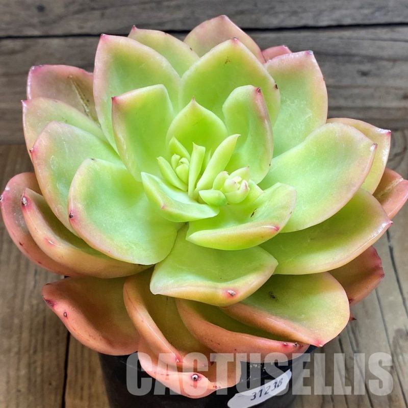 SH31238 Echeveria 'Golden Glow'