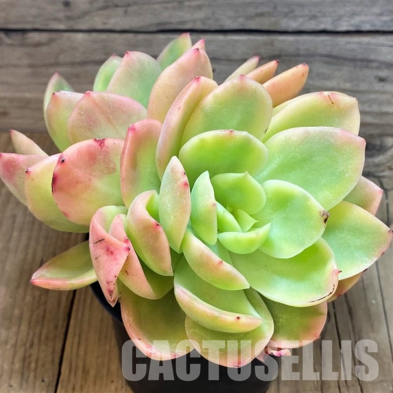 SH31239 Echeveria 'Golden Glow'
