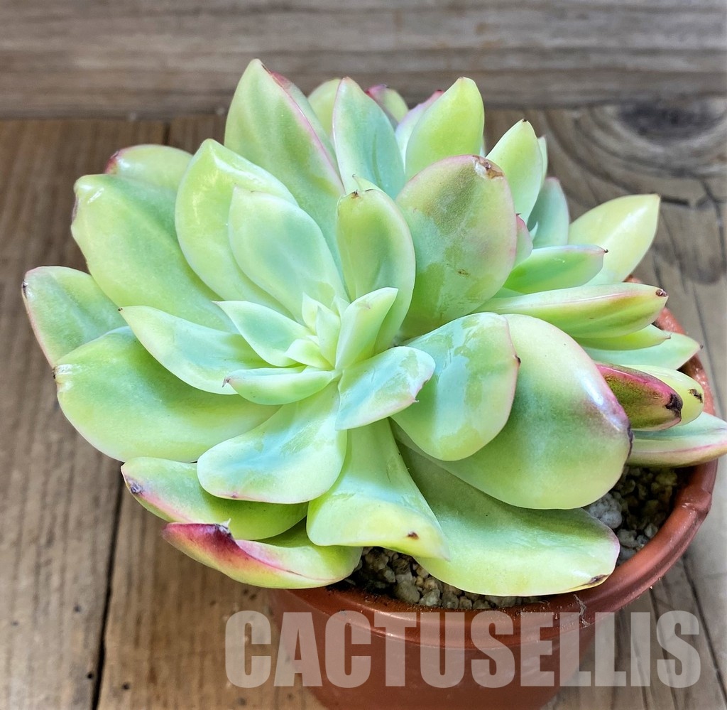 SH31240 Echeveria 'Golden Glow' f. variegata - Зображення 2